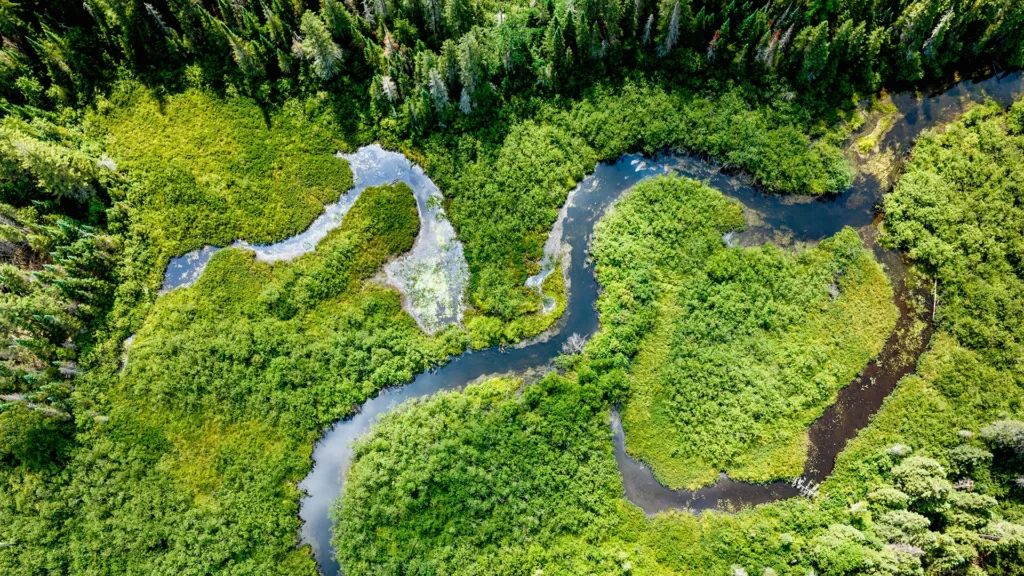 Luftaufnahme eines mäandrierenden Baches in einem naturnahen Wald mit Feuchtgebieten und dichter Vegetation